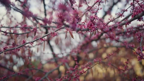 Tree Budding Flora Bud Pink flowers natural beauty Stock Footage 317085876