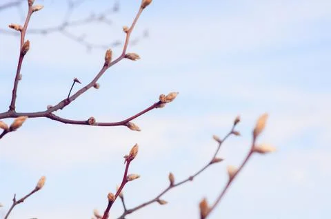 Tree budding in the spring 库存照片