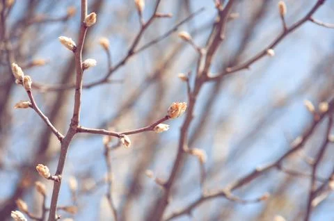 Tree budding in the spring 库存照片