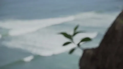 Tree buds and waves in the ocean Stock Footage 186107237