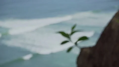 Tree buds and waves in the ocean with people surfing Stock Footage 186107275
