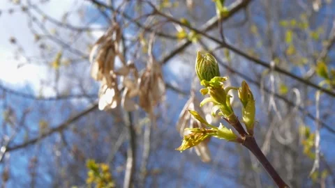 Tree buds are blooming. Spring season concept Stock Footage 153209789