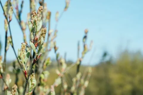 Tree buds background Stock Photos