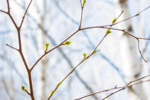 On the tree buds bloom. Stock Photos