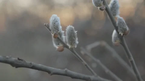 Tree buds close Stock Footage 35930947