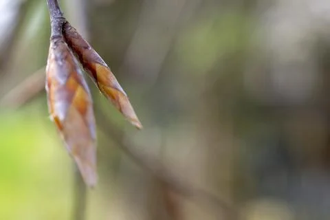 Tree buds close up. Large tree buds. Stock Photos