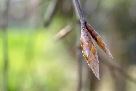 Tree buds close up. Large tree buds. Stock Photos