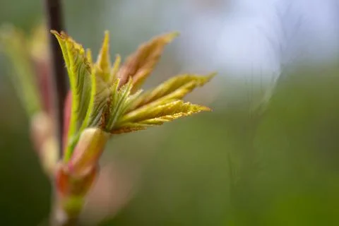 Tree buds close up. Large tree buds. Stock Photos