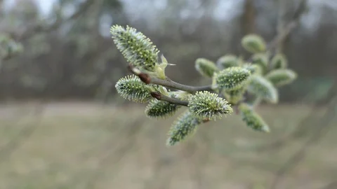 Tree With Buds In Early Spring Stock-Footage 90155191