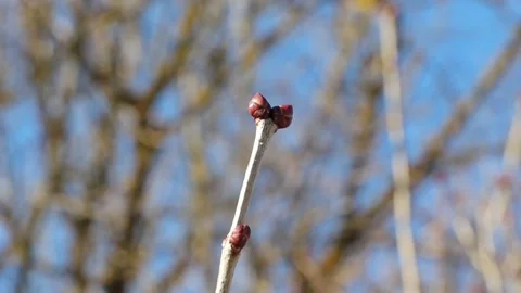 Tree buds at first signs of spring. Sleeping tree and spring buds Video stock 150025988