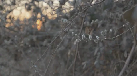 Tree buds Stock Footage 35930434