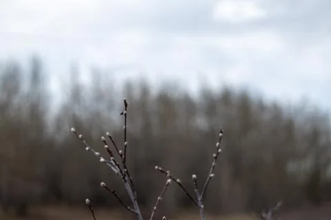 Tree with Buds in Forest Setting Stock Photos