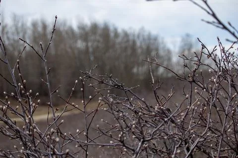 Tree with Buds in Forest Setting Stock Photos