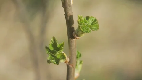 Tree Buds - macro 07 Stock Footage 99394768