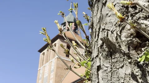 Tree buds with old church tower background Stockbeeldmateriaal 333656307