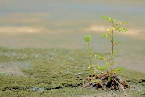 Tree buds Stock Photos