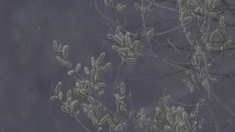 Tree buds in the snowfall Stock Footage 283548993