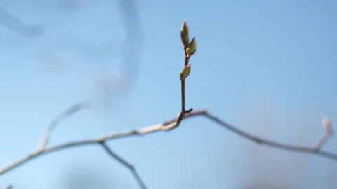 Tree Buds in the Spring Stock Footage 237720365