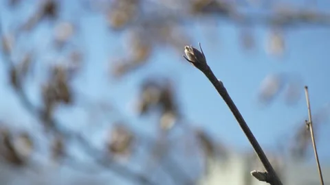 Tree Buds in the Spring Stock Footage 237720366