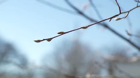 Tree Buds in the Spring Stock Footage 237720368