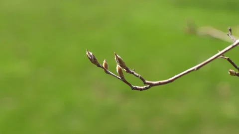 Tree Buds in the Spring Stock Footage 237720415