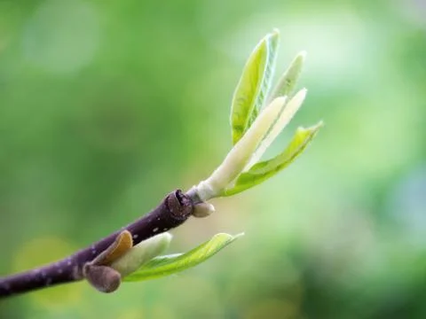 Tree buds in spring Stock Photos
