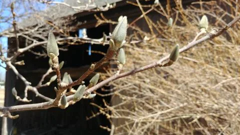 Tree Buds in Spring Stock Photos