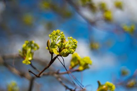 Tree buds in spring. Young large buds on branches against blurred background Stock Photos