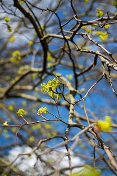 Tree buds in spring. Young large buds on branches against blurred background Stock Photos