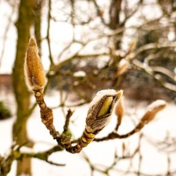 Tree buds in winter Stock Photos
