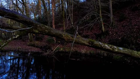 Tree build a bridge over a small stream Video stock 143929333