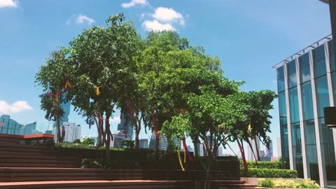 Tree on building 스톡 동영상 201787512