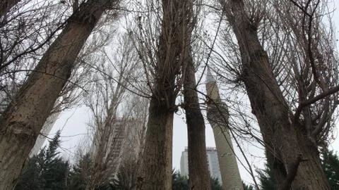 Tree building minare Stock Photos
