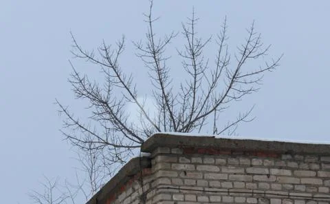 Tree on the building Stock Photos