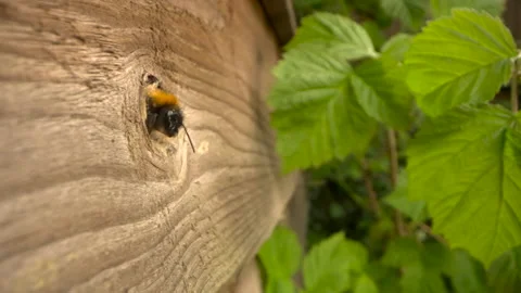 Tree bumblebee 17 Bombus hypnorum 200fps hd flies from nest 動画素材 171529530