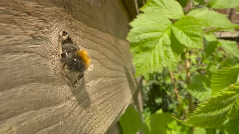 Tree bumblebee Bombus hypnorum 12 100 fps 4k exits nest hole Video stock 171593646