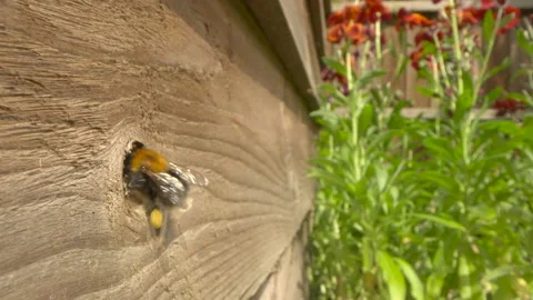 Tree bumblebee Bombus hypnorum 6 100 fps 4k flies back to nest hole Stock-Footage 171593329