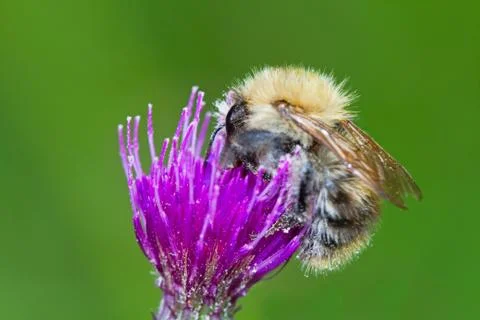 Tree bumblebee on Marsh thistle Stock Photos