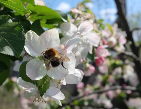 Tree bumblebee pollinates apple blossom flowers Stock Photos