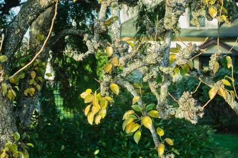 A tree with bumpy branches and young shoots Stock Photos
