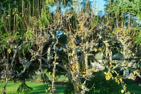 A tree with bumpy branches and young shoots Stock Photos