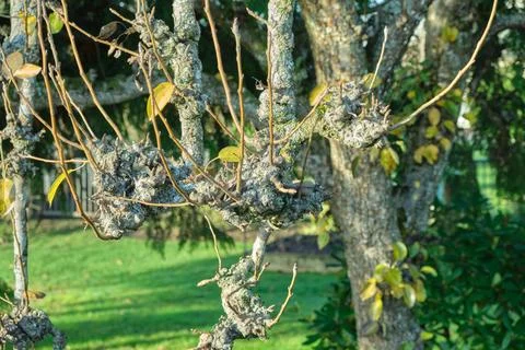 A tree with bumpy branches and young shoots Stock Photos
