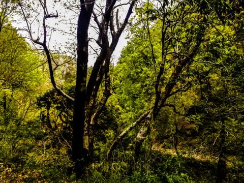 A tree bunch in the valley Stock Photos