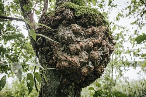 Tree burl with textured surface covered in moss, surrounded by green leaves.. Stock Photos