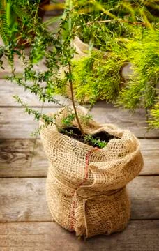 Tree in burlap pot 스톡 사진