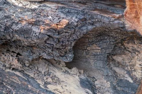 Tree burn textures Stock Photos