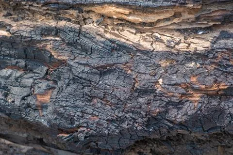 Tree burn textures Stock Photos