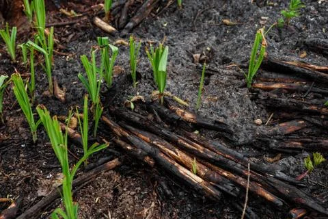 Tree burned tree forest fire burnt bark charred nature green greens Stock Photos
