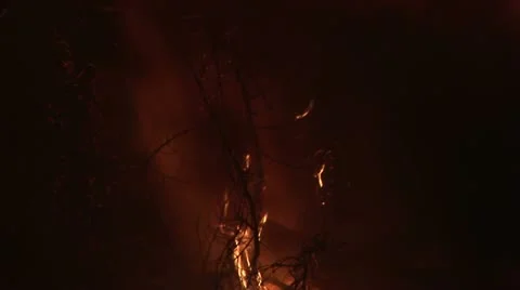Tree burning in fire Stock Footage 12478151