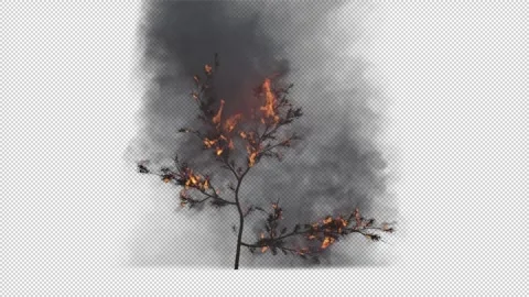 Tree burning on fire with transparent ba... | Stock Video | Pond5